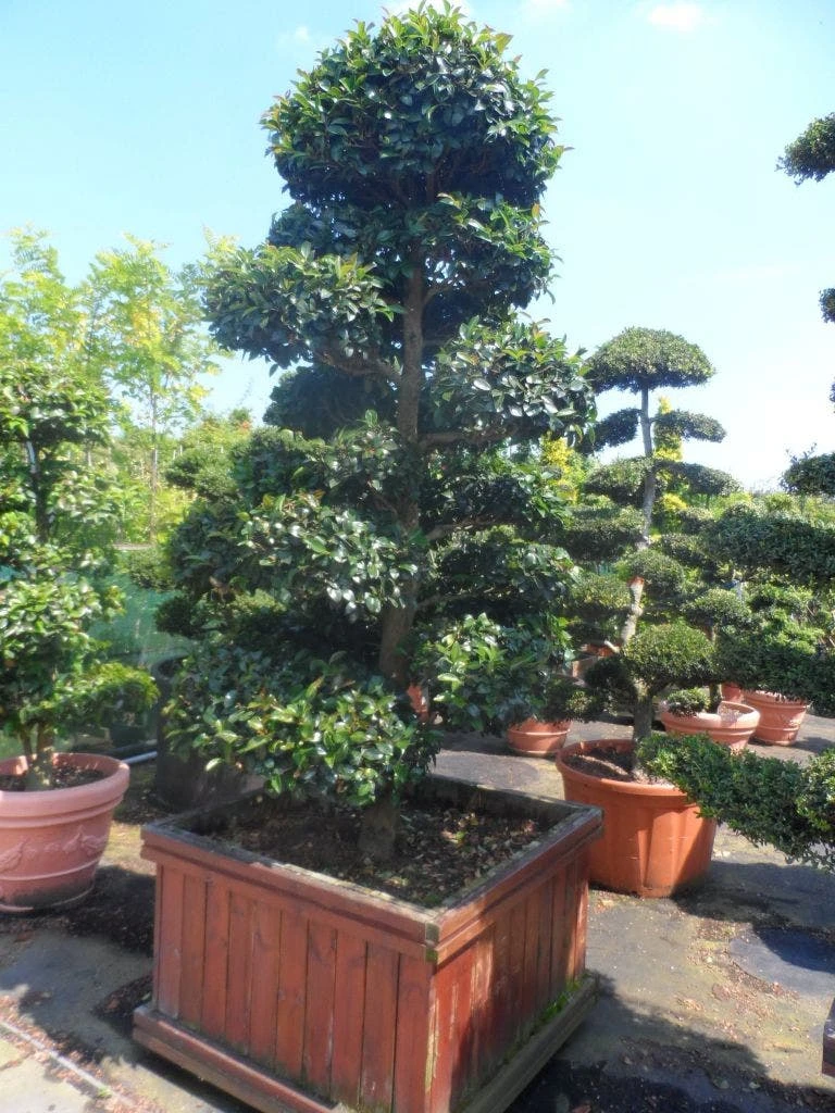 Camelia Als Bonsai (Camellia Sasanqua) - Afbeelding 4