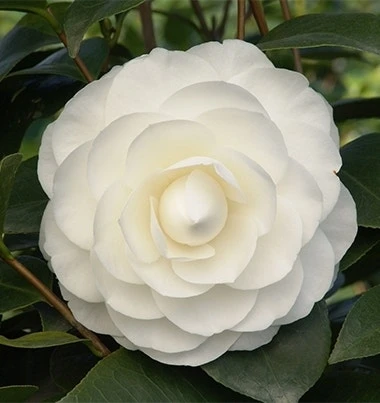 Camelia (Camellia Japonica ‘Perfection White’)