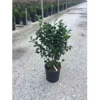 Camelia (Camellia Japonica ‘Perfection White’) - Afbeelding 2