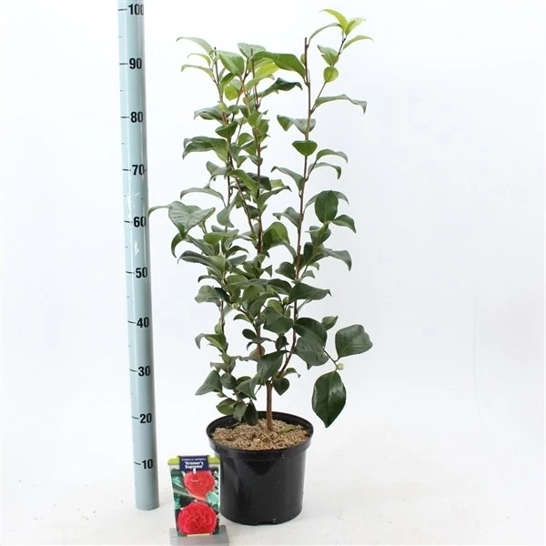 Camelia (Camellia Japonica 'Kramer's Supreme') - Afbeelding 2