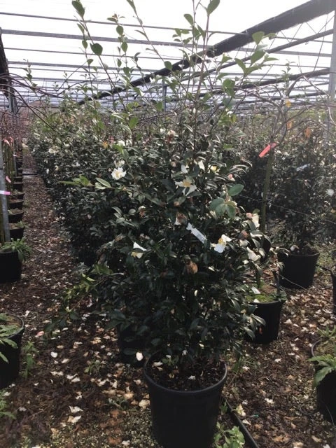 Camelia (Camellia Sasanqua 'Hino De Gumo') - Afbeelding 2