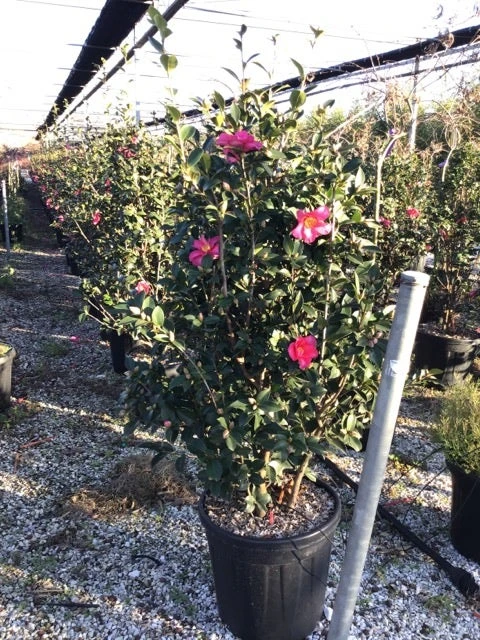 Camelia (Camellia Sasanqua 'Kanjiro') - Afbeelding 2
