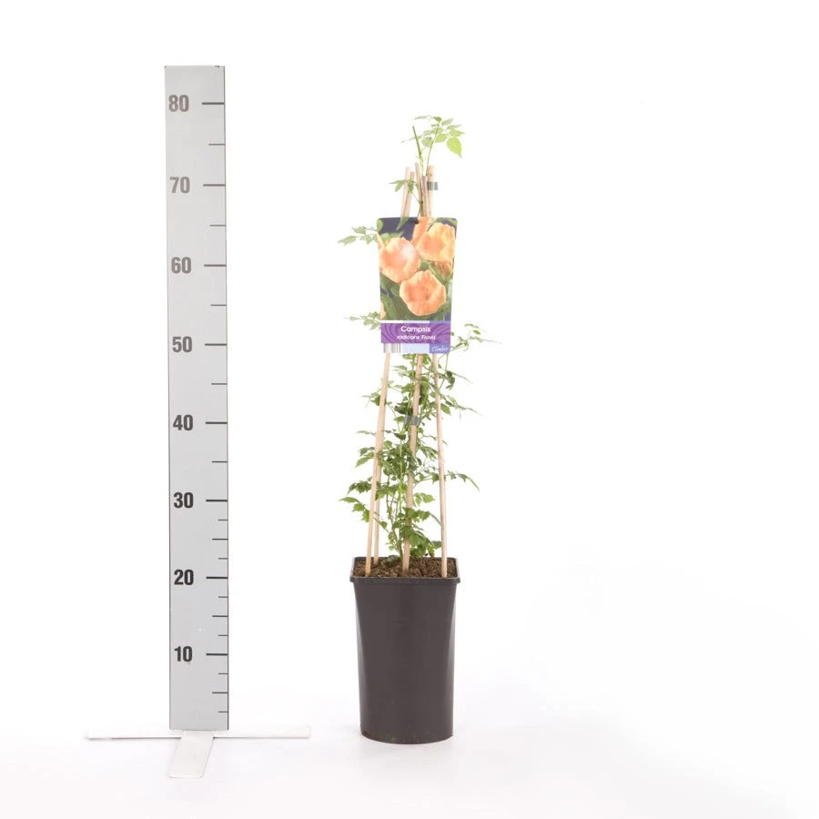 Trompetbloem (Campsis Radicans 'Flava') - Afbeelding 3