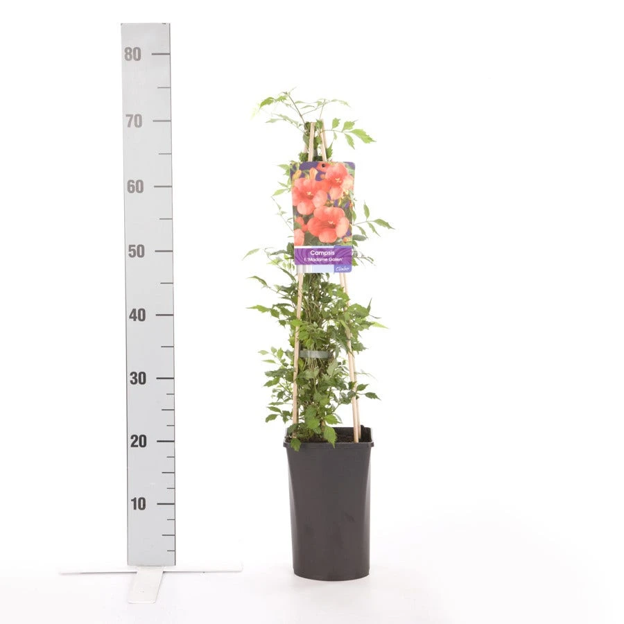 Trompetbloem (Campsis Tagliabuana 'Mme Galen') - Afbeelding 2