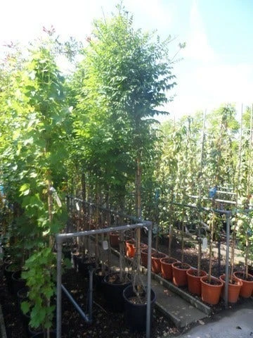 Trompetbloem (Campsis Tagliabuana 'Mme Galen') - Afbeelding 7