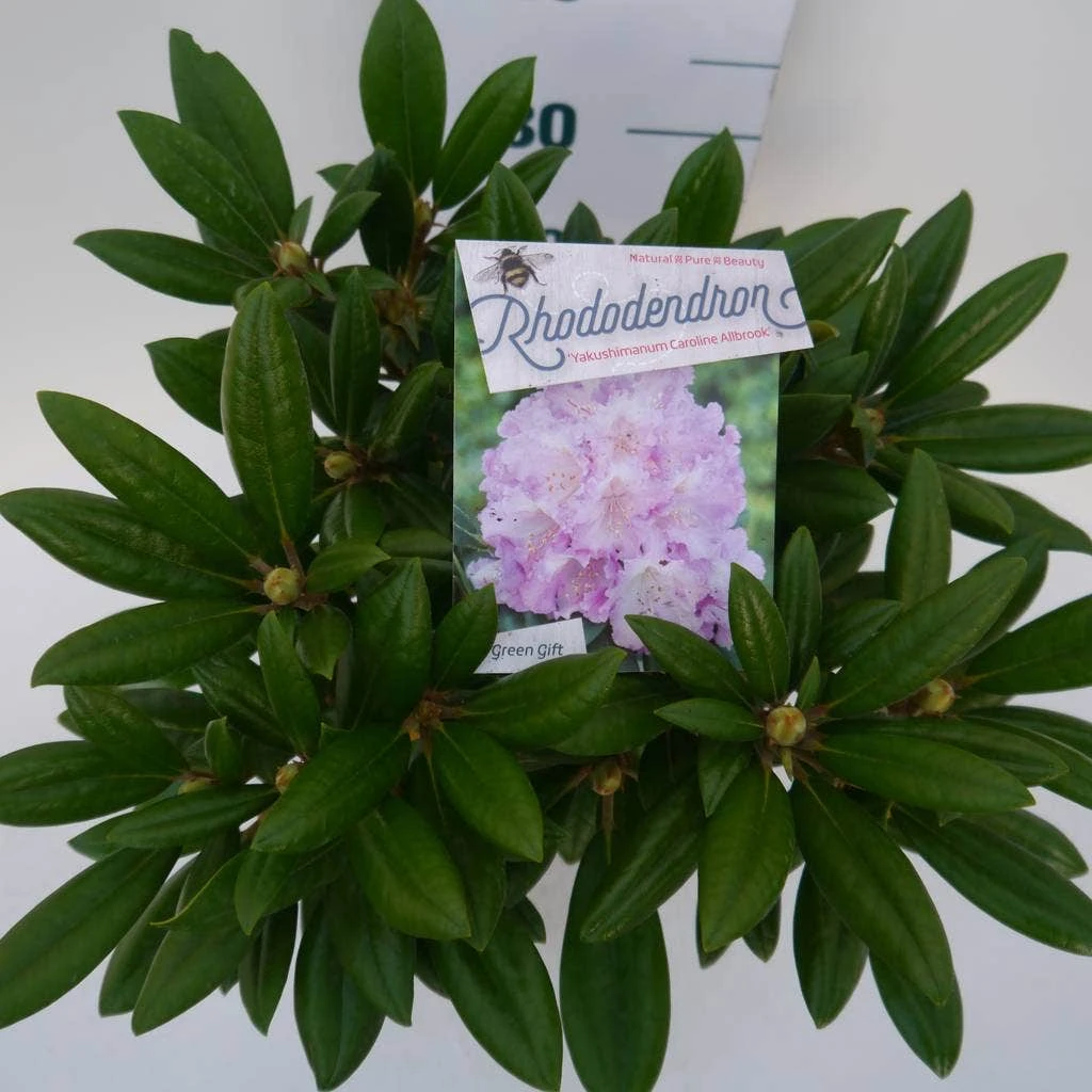 Dwergrhododendron (Rhododendron 'Caroline Allbrook') - Afbeelding 5