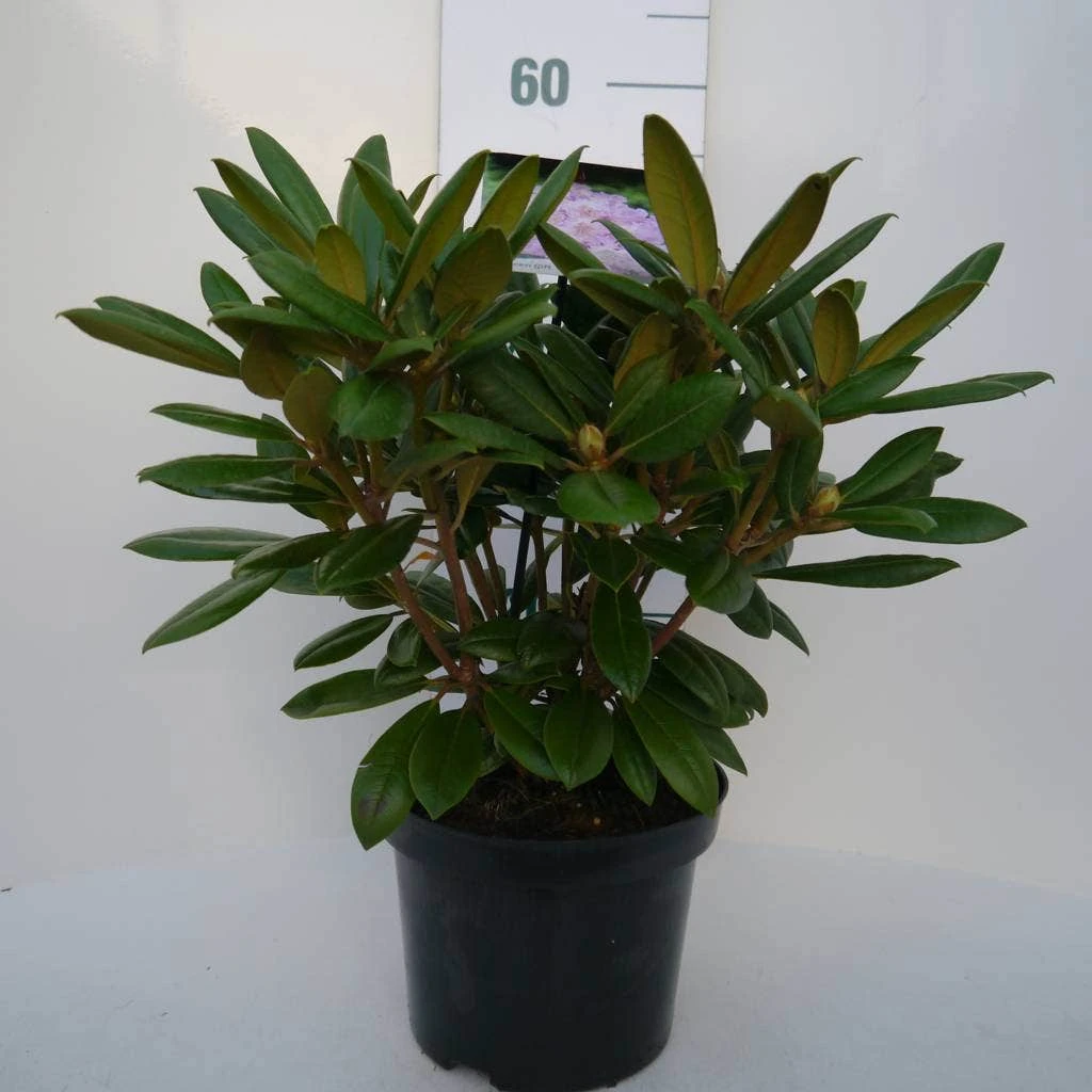 Dwergrhododendron (Rhododendron 'Caroline Allbrook') - Afbeelding 6