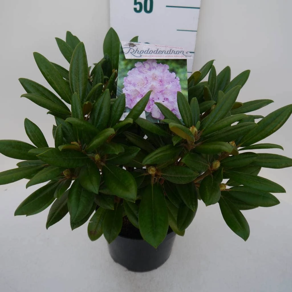 Dwergrhododendron (Rhododendron 'Caroline Allbrook') - Afbeelding 7