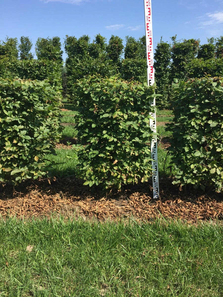 Haagbeuk Als Haagelement (Carpinus Betulus) - Afbeelding 8