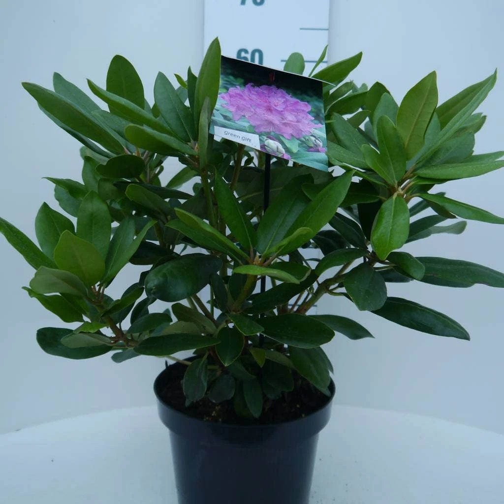 Rhododendron (Rhododendron Catawbiense 'Boursault') - Afbeelding 7