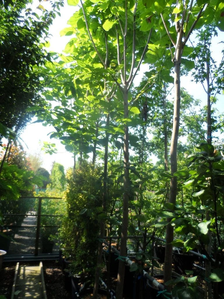 Trompetboom (Catalpa Bignonioides) - Afbeelding 2