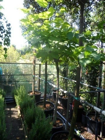 Gele Trompetboom (Catalpa Bignonioides 'Aurea') - Afbeelding 4