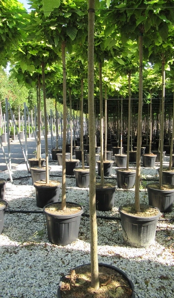 Bolcatalpa (Catalpa Bignonioides 'Nana') - Afbeelding 6