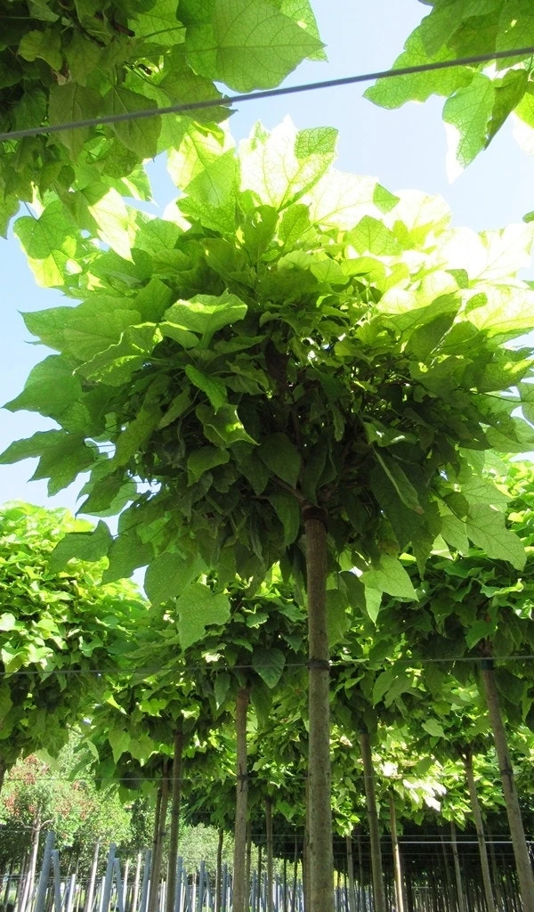 Bolcatalpa (Catalpa Bignonioides 'Nana') - Afbeelding 3