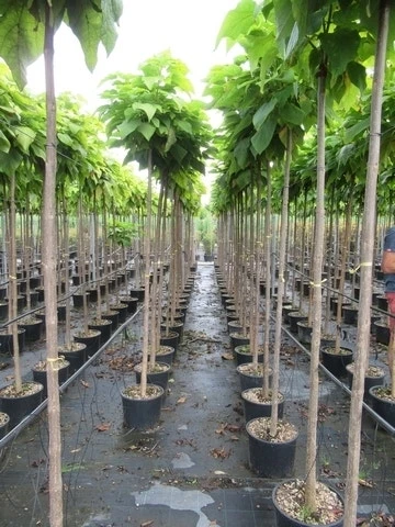 Bolcatalpa (Catalpa Bignonioides 'Nana') - Afbeelding 5