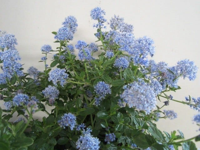 Amerikaanse Sering (Ceanothus Thyrsiflorus 'Repens') - Afbeelding 2