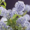Amerikaanse Sering (Ceanothus Thyrsiflorus 'Repens')