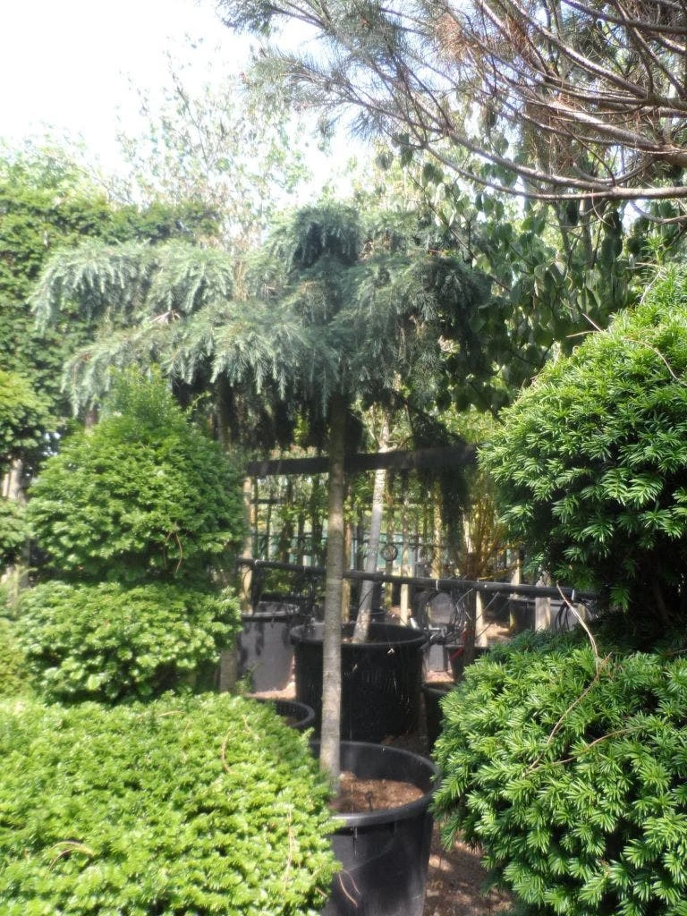 Ceder Als Boom (Cedrus Deodara 'Feelin Blue') - Afbeelding 2