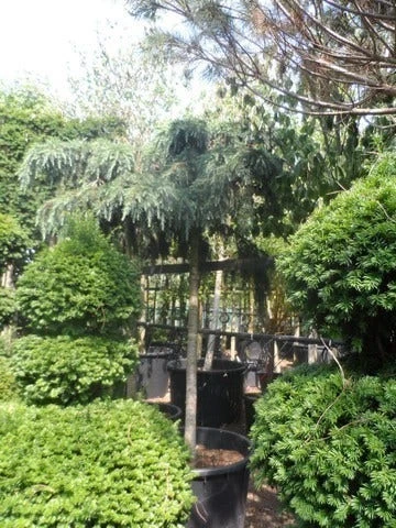 Ceder Als Boom (Cedrus Deodara 'Feelin Blue') - Afbeelding 3