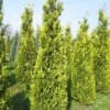 Gele Haagconifeer (Chamaecyparis Lawsoniana 'Ivonne')