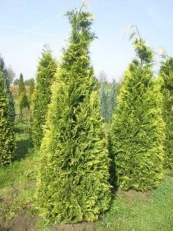 Gele Haagconifeer (Chamaecyparis Lawsoniana 'Stardust')