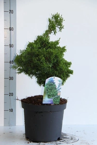 Dwergcypres (Chamaecyparis Obtusa 'Nana Gracilis') - Afbeelding 3