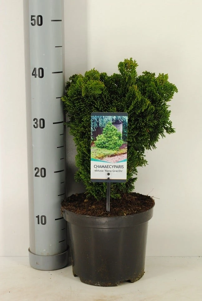 Dwergcypres (Chamaecyparis Obtusa 'Nana Gracilis') - Afbeelding 6