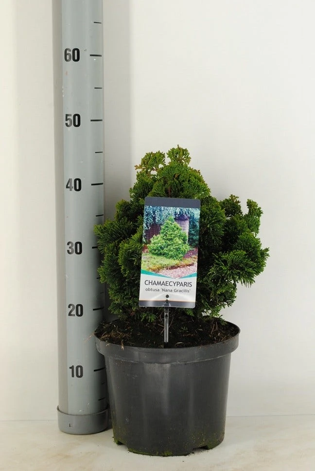 Dwergcypres (Chamaecyparis Obtusa 'Nana Gracilis') - Afbeelding 5