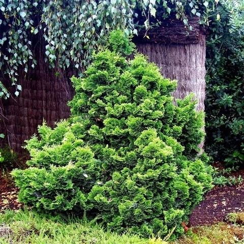 Dwergcypres (Chamaecyparis Obtusa 'Nana Gracilis') - Afbeelding 4
