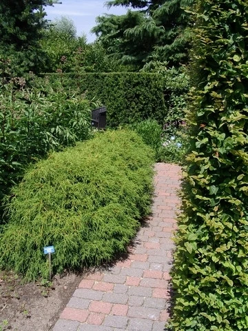 Cypres (Chamaecyparis Pisifera 'Filifera Nana') - Afbeelding 6