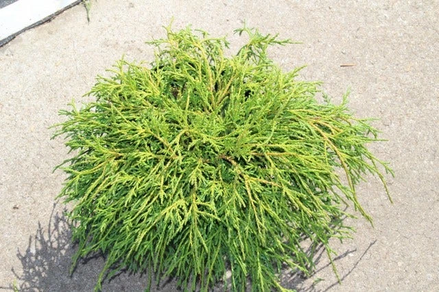 Cypres (Chamaecyparis Pisifera 'Filifera Nana') - Afbeelding 5