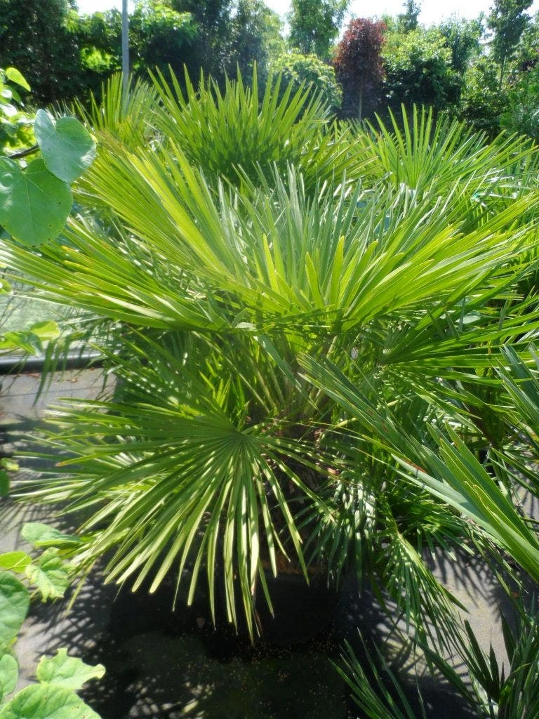 Dwergpalm (Chamaerops Humilis) - Afbeelding 6