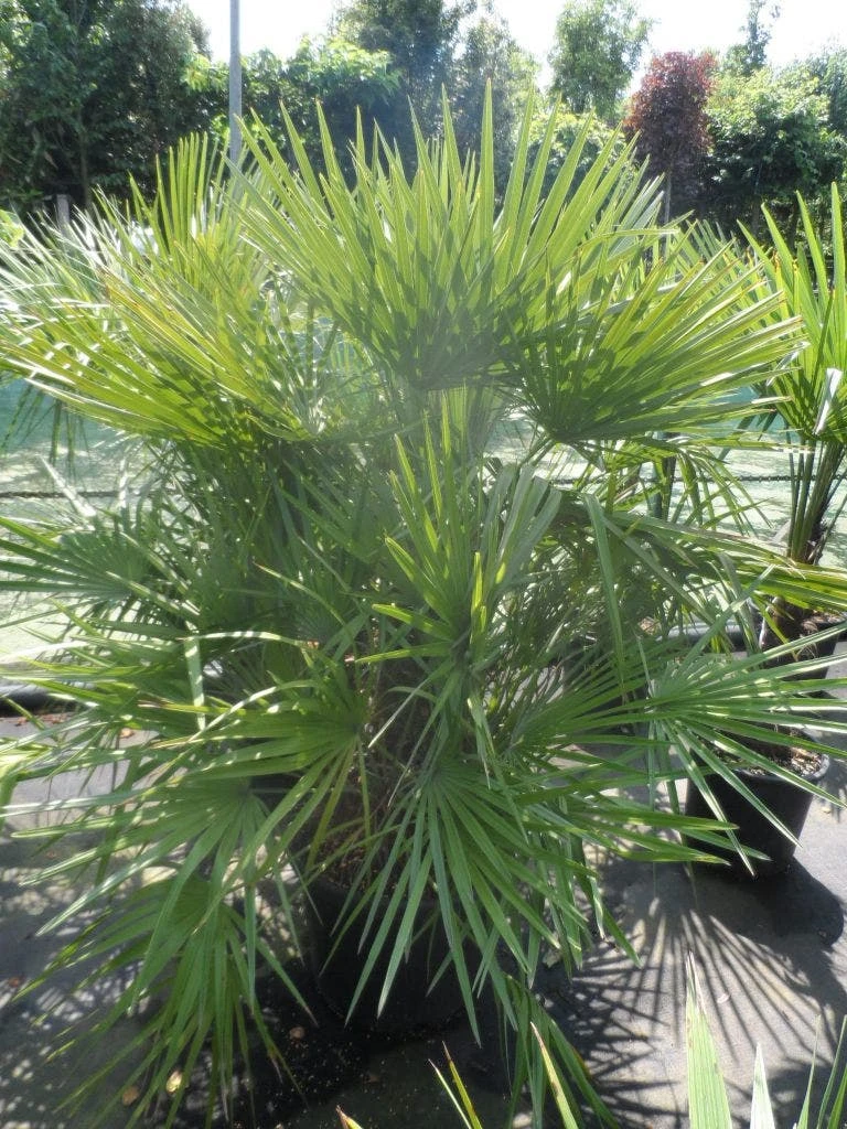 Dwergpalm (Chamaerops Humilis) - Afbeelding 10