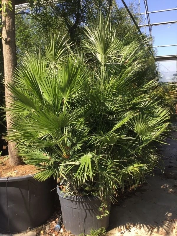 Dwergpalm (Chamaerops Humilis) - Afbeelding 13