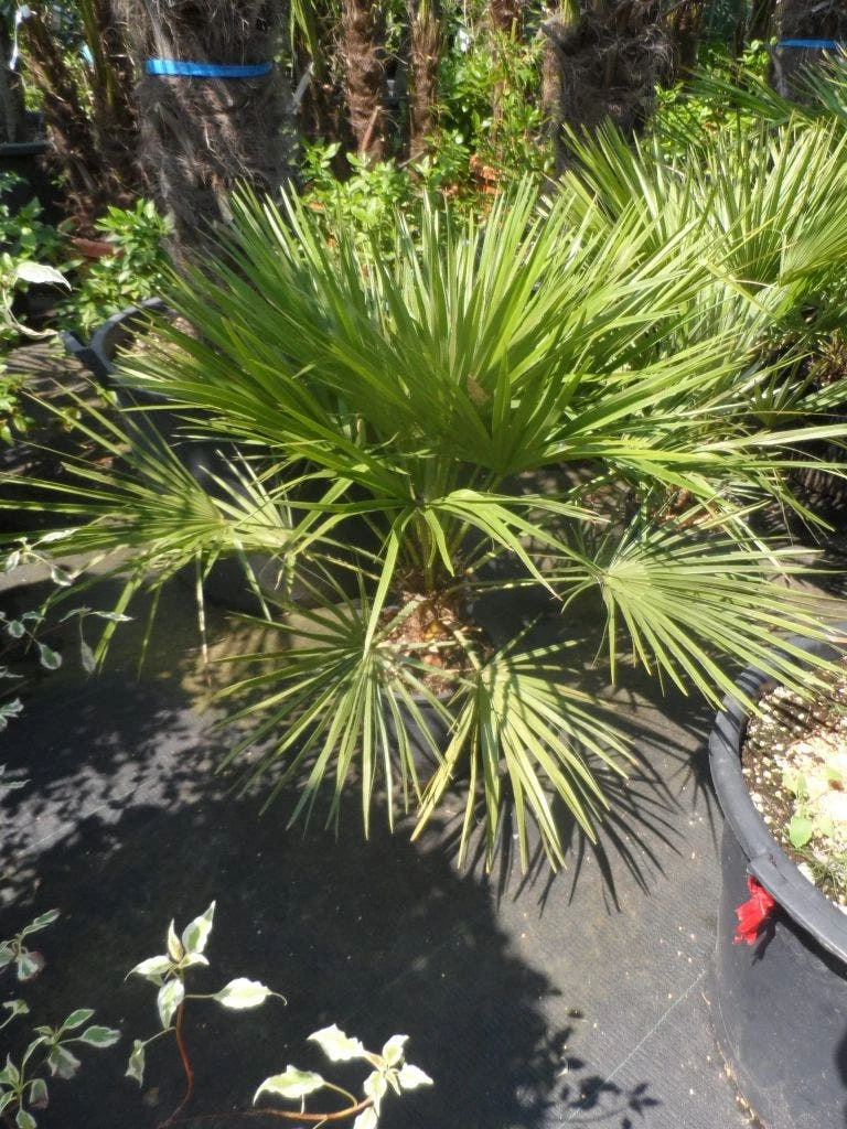 Dwergpalm (Chamaerops Humilis) - Afbeelding 8