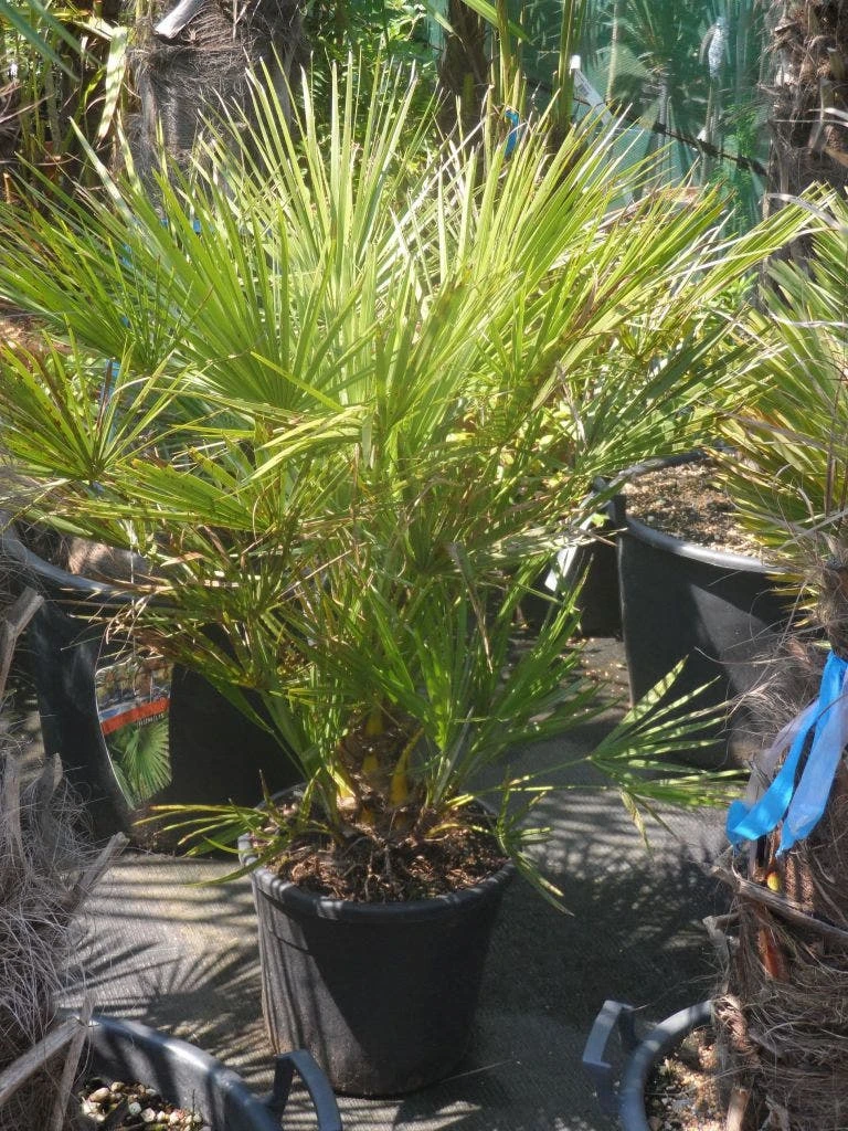 Dwergpalm (Chamaerops Humilis) - Afbeelding 5