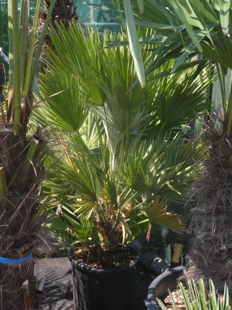 Dwergpalm (Chamaerops Humilis 'Vulcano') - Afbeelding 6