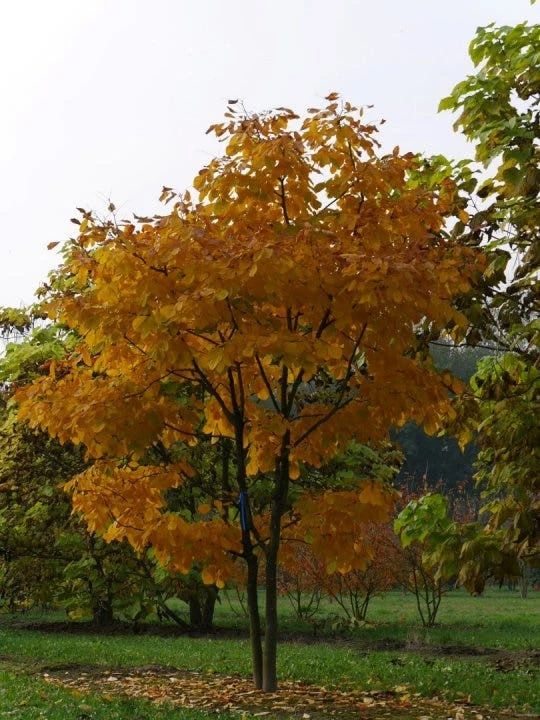 Geelhout Als Struik (Cladrastis Kentukea) - Afbeelding 2