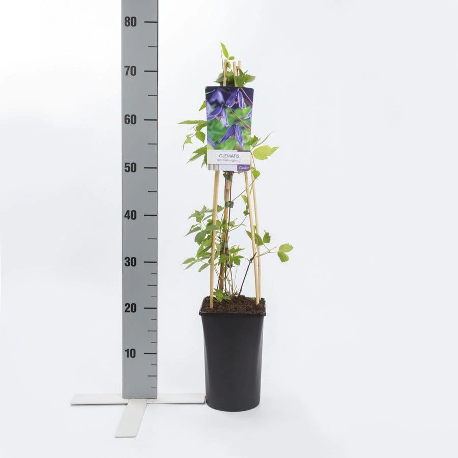 Bosrank (Clematis Alpina 'Helsingborg') - Afbeelding 2