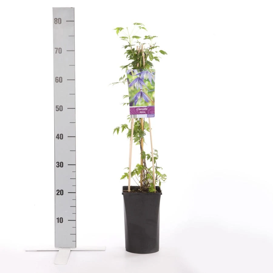 Bosrank (Clematis Alpina) - Afbeelding 3