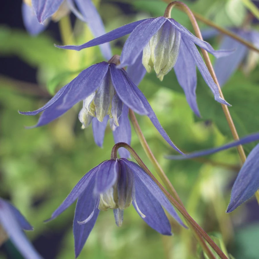 Bosrank (Clematis Alpina) - Afbeelding 2