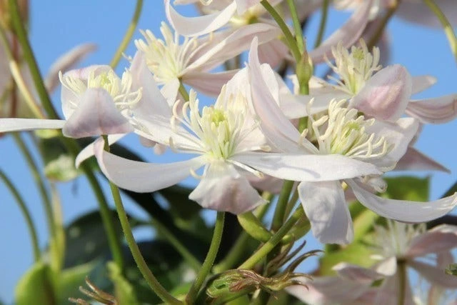 Bosrank, Groenblijvend (Clematis Armandii 'Apple Blossom') - Afbeelding 3