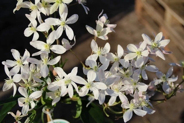 Bosrank, Groenblijvend (Clematis Armandii 'Apple Blossom') - Afbeelding 2