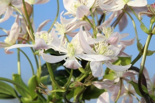 Bosrank, Groenblijvend (Clematis Armandii 'Apple Blossom') - Afbeelding 9