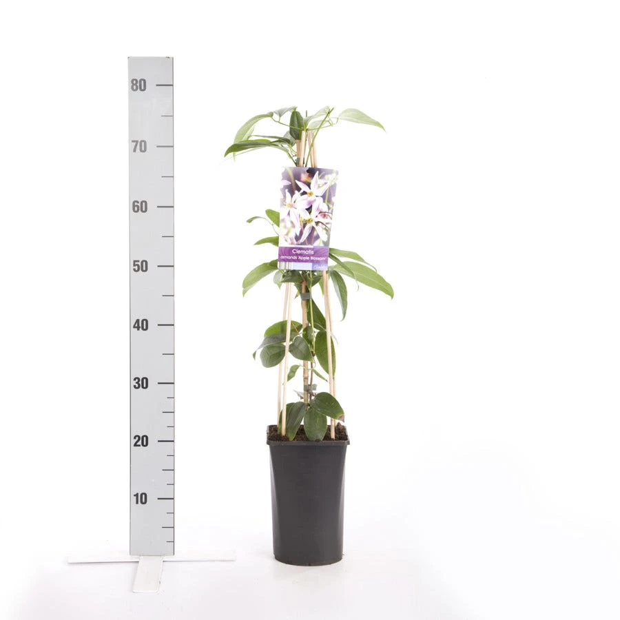 Bosrank, Groenblijvend (Clematis Armandii 'Apple Blossom') - Afbeelding 5