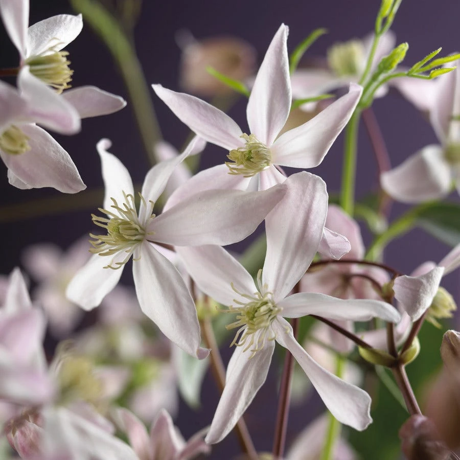 Bosrank, Groenblijvend (Clematis Armandii 'Apple Blossom') - Afbeelding 7
