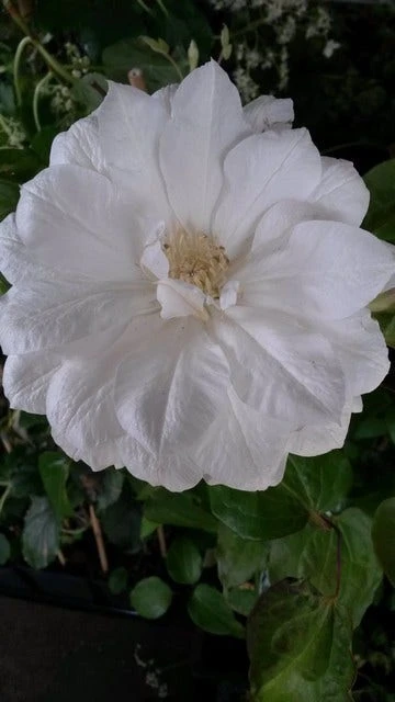 Bosrank (Clematis 'Duchess Of Edinburgh') - Afbeelding 2