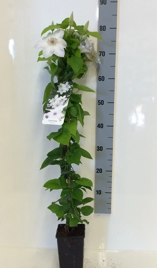 Bosrank (Clematis 'Henryi') - Afbeelding 3