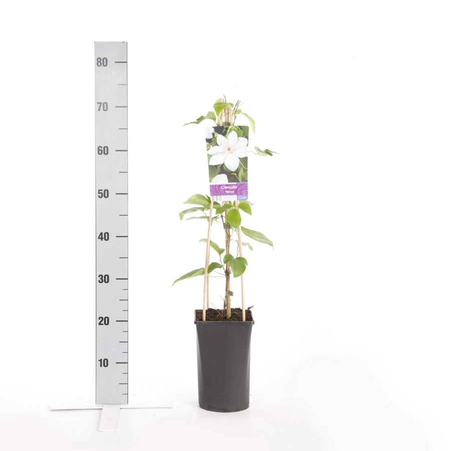 Bosrank (Clematis 'Henryi') - Afbeelding 2
