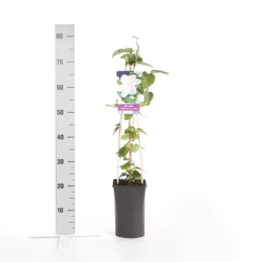 Bosrank (Clematis 'Madame Le Coultre') - Afbeelding 4